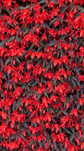 Preview wallpaper begonia, flowers, red, flowering