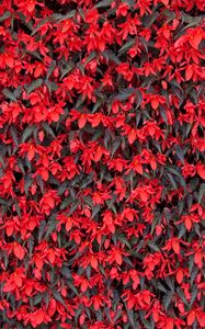 Preview wallpaper begonia, flowers, red, flowering
