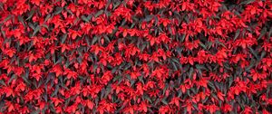 Preview wallpaper begonia, flowers, red, flowering