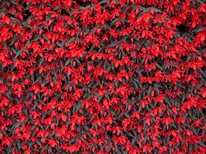 Preview wallpaper begonia, flowers, red, flowering