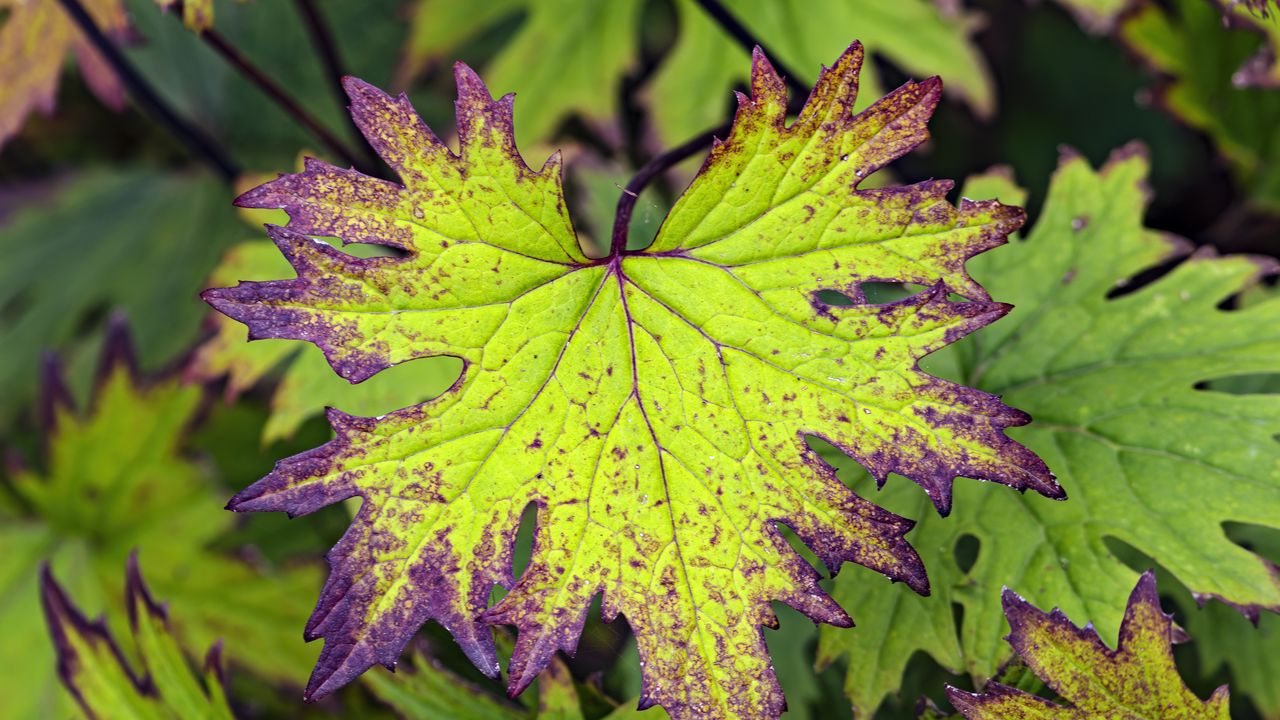 Wallpaper begonia, leaves, plant, macro