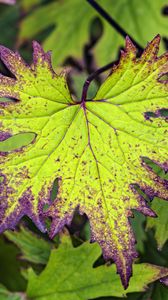 Preview wallpaper begonia, leaves, plant, macro