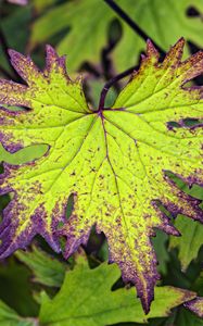 Preview wallpaper begonia, leaves, plant, macro