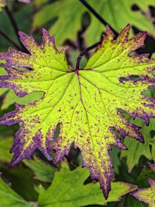 Preview wallpaper begonia, leaves, plant, macro