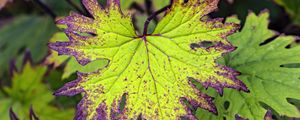 Preview wallpaper begonia, leaves, plant, macro