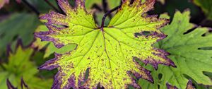 Preview wallpaper begonia, leaves, plant, macro