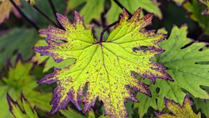 Preview wallpaper begonia, leaves, plant, macro