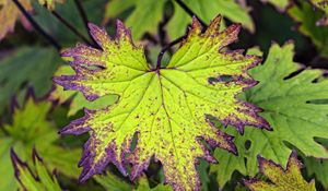 Preview wallpaper begonia, leaves, plant, macro