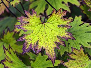 Preview wallpaper begonia, leaves, plant, macro