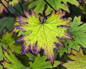 Preview wallpaper begonia, leaves, plant, macro