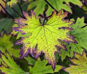 Preview wallpaper begonia, leaves, plant, macro