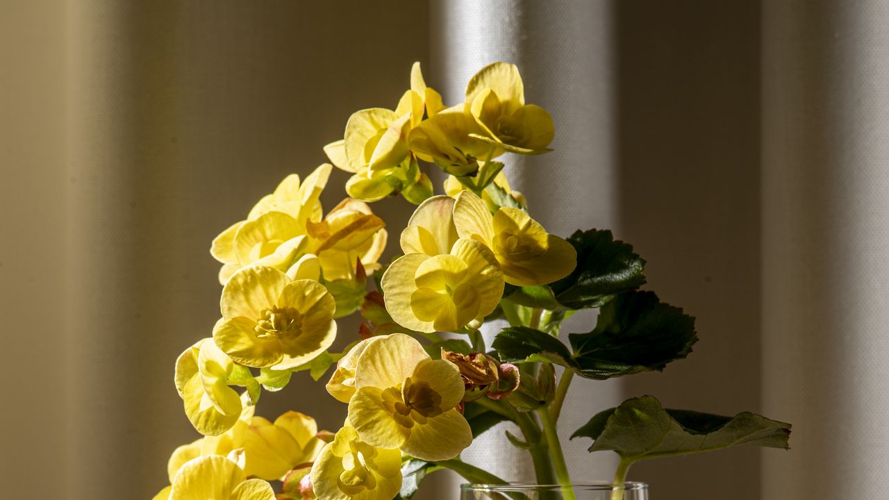 Wallpaper begonia, petals, flower, leaves, vase, table