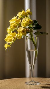 Preview wallpaper begonia, petals, flower, leaves, vase, table