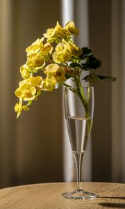 Preview wallpaper begonia, petals, flower, leaves, vase, table