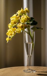 Preview wallpaper begonia, petals, flower, leaves, vase, table