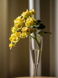Preview wallpaper begonia, petals, flower, leaves, vase, table