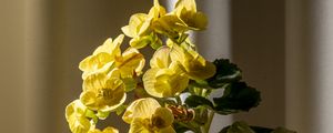 Preview wallpaper begonia, petals, flower, leaves, vase, table