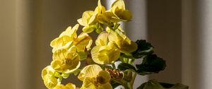 Preview wallpaper begonia, petals, flower, leaves, vase, table
