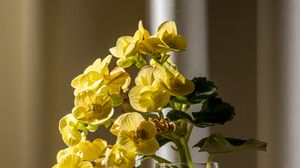 Preview wallpaper begonia, petals, flower, leaves, vase, table