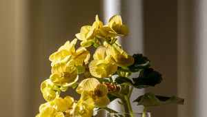 Preview wallpaper begonia, petals, flower, leaves, vase, table