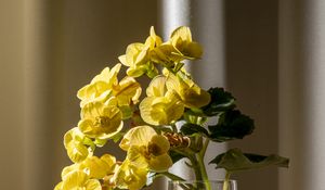 Preview wallpaper begonia, petals, flower, leaves, vase, table