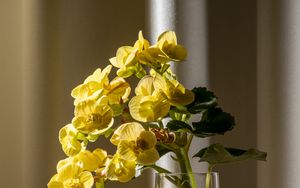 Preview wallpaper begonia, petals, flower, leaves, vase, table