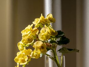 Preview wallpaper begonia, petals, flower, leaves, vase, table
