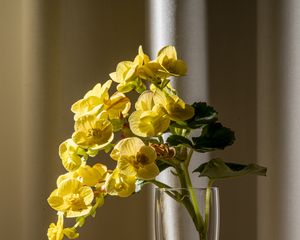Preview wallpaper begonia, petals, flower, leaves, vase, table