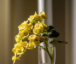 Preview wallpaper begonia, petals, flower, leaves, vase, table