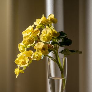 Preview wallpaper begonia, petals, flower, leaves, vase, table