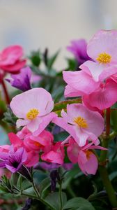 Preview wallpaper begonias, flowers, petals, leaves, pink, purple