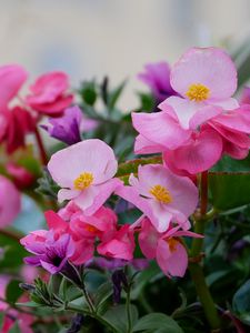 Preview wallpaper begonias, flowers, petals, leaves, pink, purple