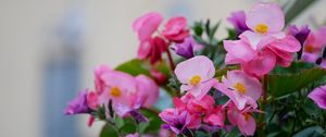 Preview wallpaper begonias, flowers, petals, leaves, pink, purple