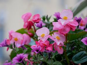 Preview wallpaper begonias, flowers, petals, leaves, pink, purple