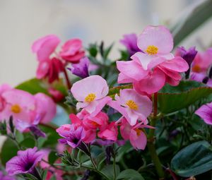 Preview wallpaper begonias, flowers, petals, leaves, pink, purple