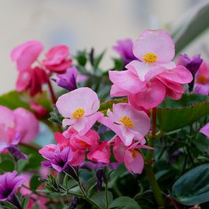 Preview wallpaper begonias, flowers, petals, leaves, pink, purple