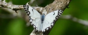 Preview wallpaper belenois aurota, butterfly, macro