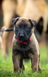 Preview wallpaper belgian shepherd dog, puppy, dog, walk