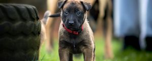 Preview wallpaper belgian shepherd dog, puppy, dog, walk