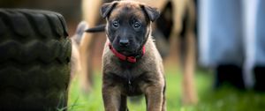 Preview wallpaper belgian shepherd dog, puppy, dog, walk