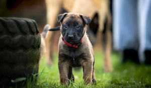 Preview wallpaper belgian shepherd dog, puppy, dog, walk