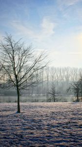 Preview wallpaper belgium, winter, garden, sun, sky, clearly, trees