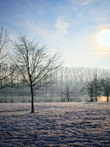 Preview wallpaper belgium, winter, garden, sun, sky, clearly, trees