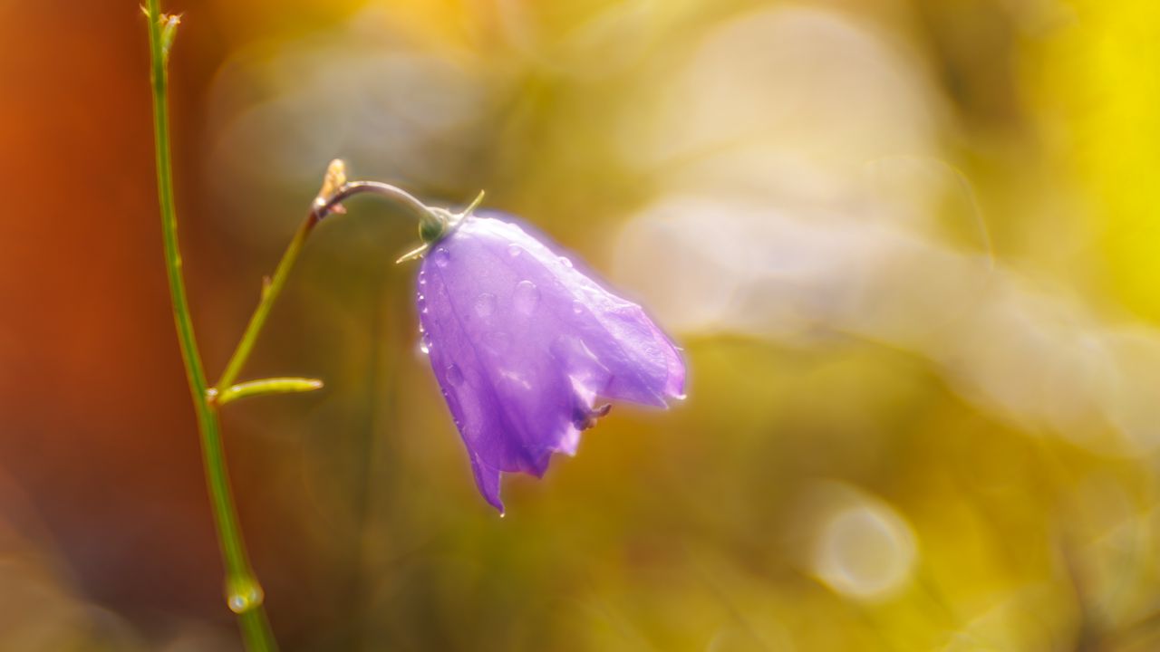 Wallpaper bell, drops, flower, purple, bokeh