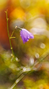 Preview wallpaper bell, drops, flower, purple, bokeh