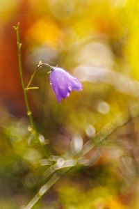 Preview wallpaper bell, drops, flower, purple, bokeh