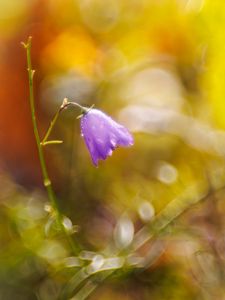 Preview wallpaper bell, drops, flower, purple, bokeh