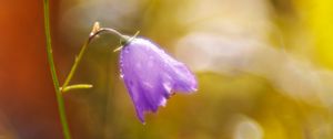 Preview wallpaper bell, drops, flower, purple, bokeh