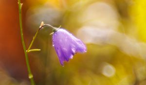 Preview wallpaper bell, drops, flower, purple, bokeh