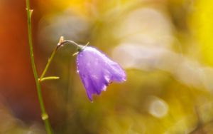 Preview wallpaper bell, drops, flower, purple, bokeh